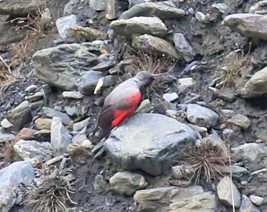 Wallcreeper - ML589473351