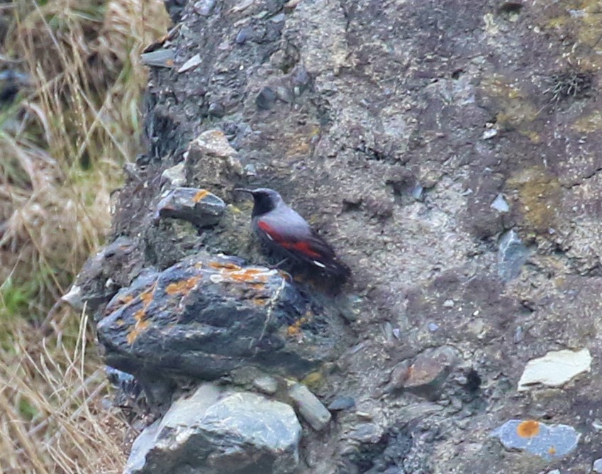 Wallcreeper - ML589473361