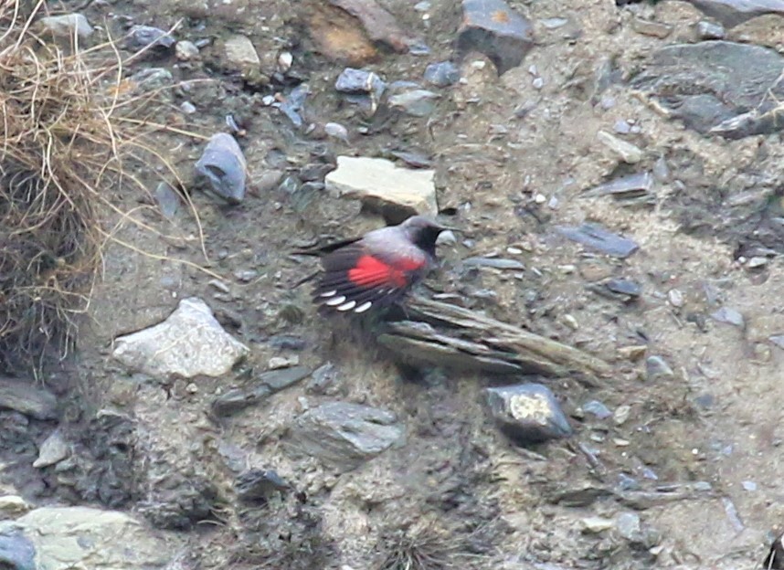 Wallcreeper - ML589473371