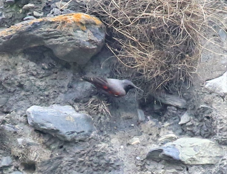 Wallcreeper - ML589473381