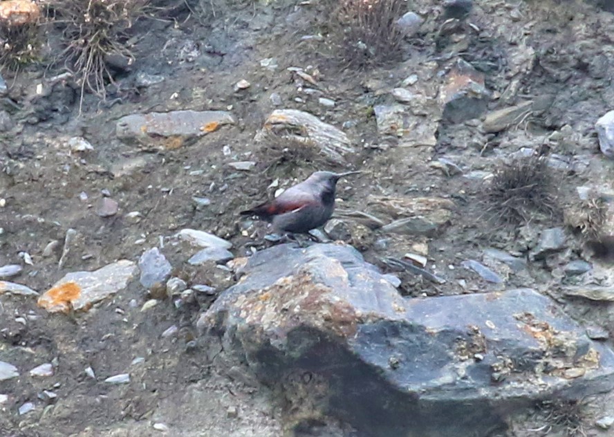 Wallcreeper - ML589473391