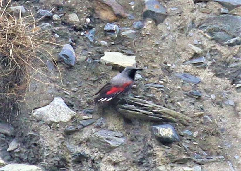 Wallcreeper - ML589473401