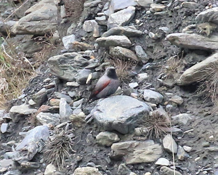 Wallcreeper - ML589473411