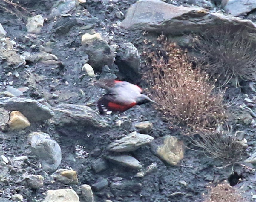 Wallcreeper - ML589473421