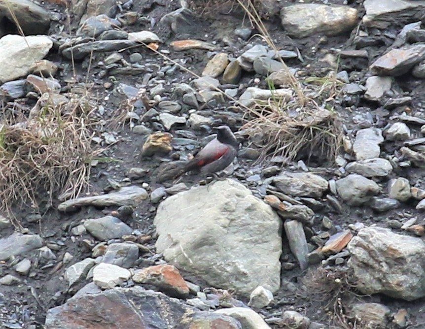 Wallcreeper - ML589473431