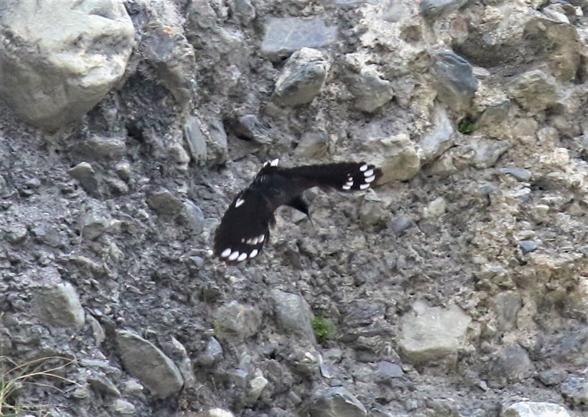 Wallcreeper - ML589473461