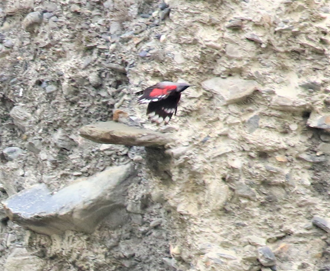 Wallcreeper - ML589473471