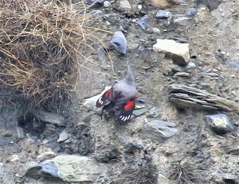 Wallcreeper - ML589473481