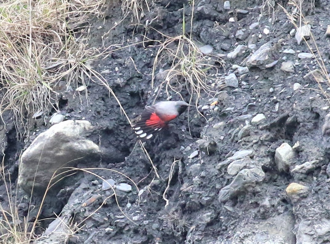 Wallcreeper - ML589473491