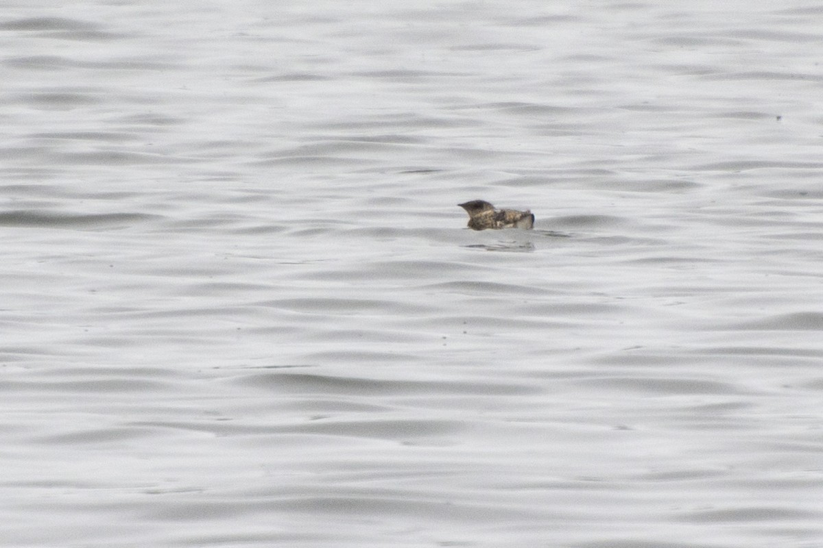 Kittlitz's Murrelet - ML589473821