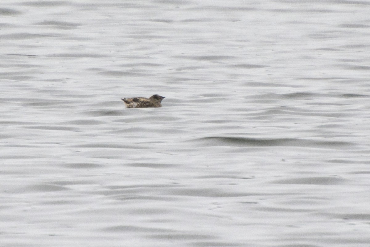 Kittlitz's Murrelet - ML589473931