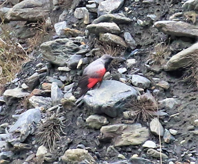 Wallcreeper - ML589474081