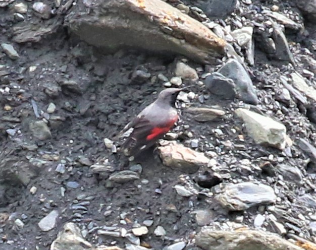 Wallcreeper - ML589474221