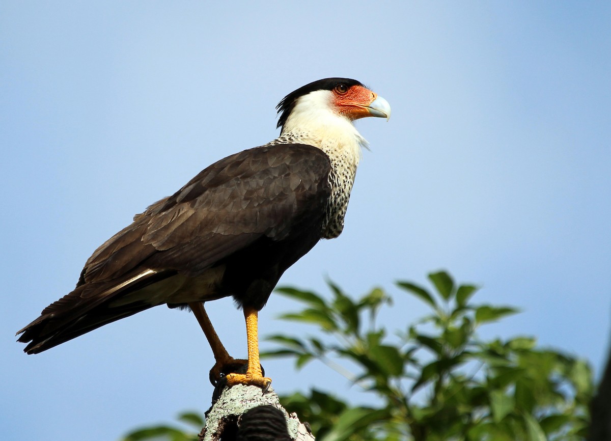 Crested Caracara (Northern) - ML589474571