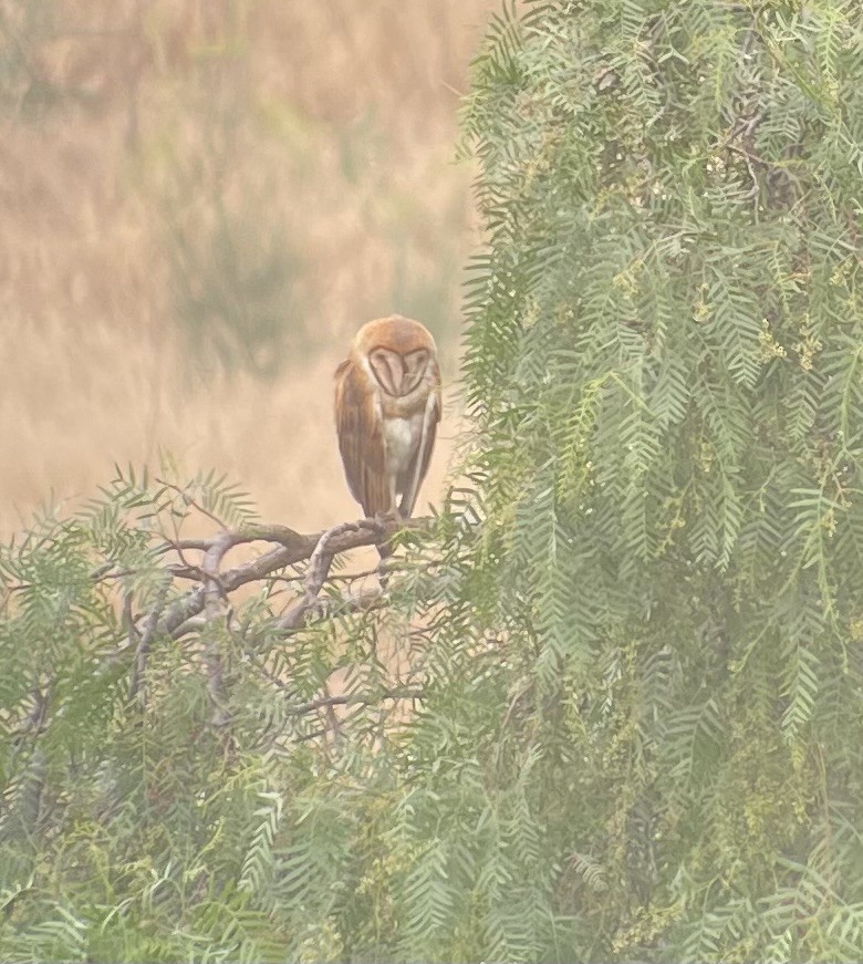 Barn Owl - ML589474721