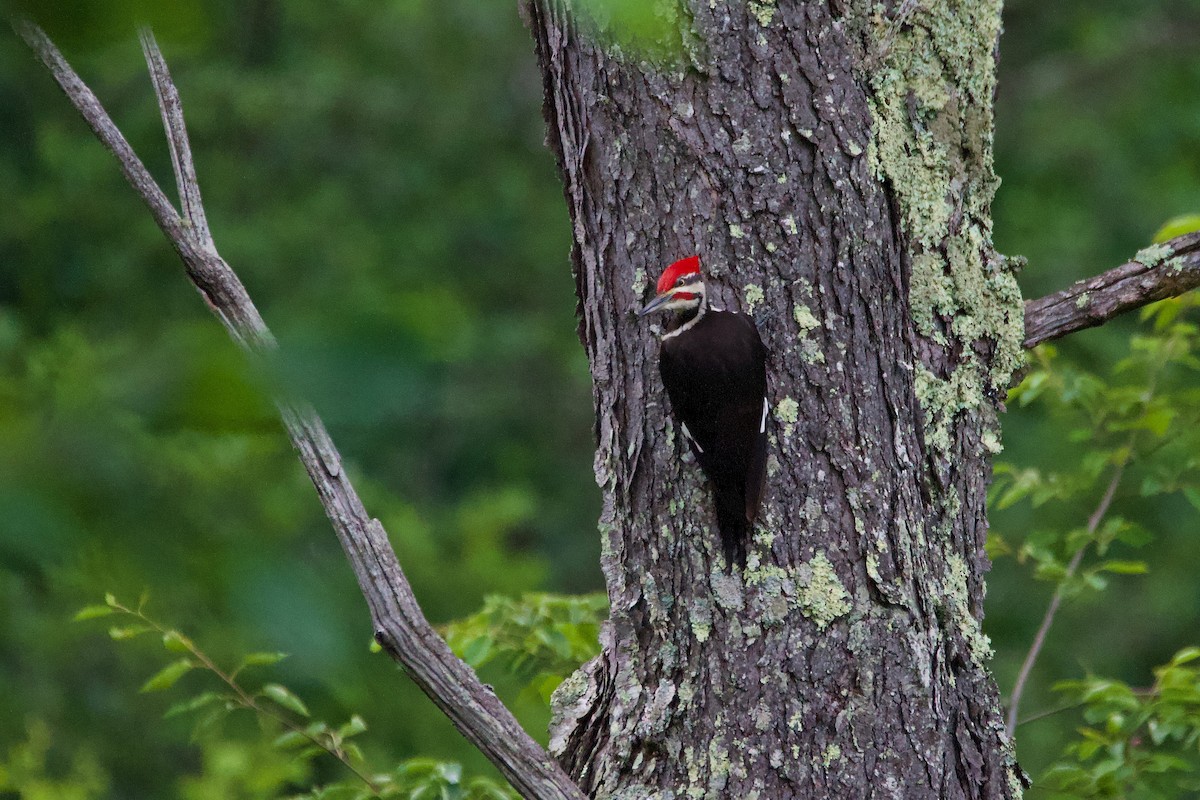 Pileated Woodpecker - ML589475181