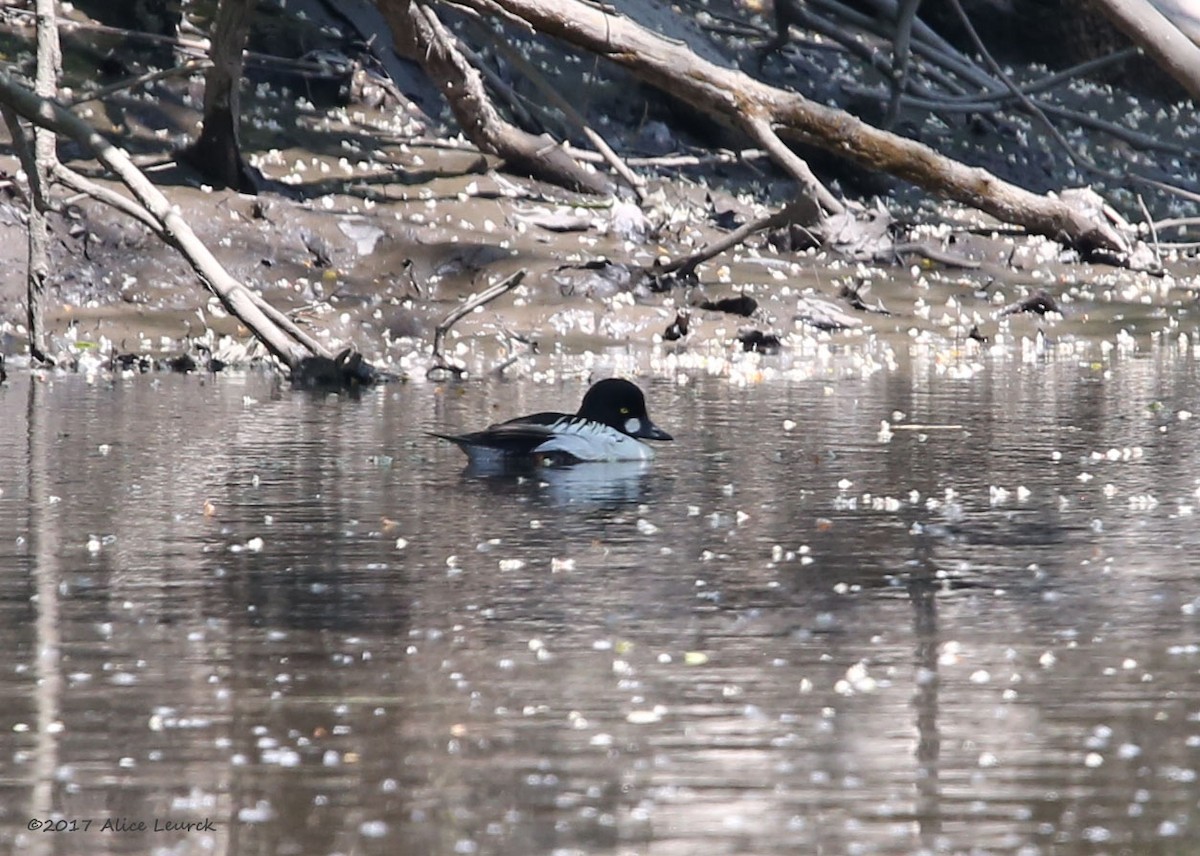 Common Goldeneye - ML58947551