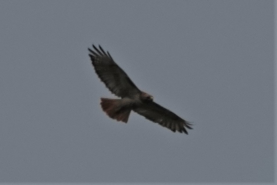 Red-tailed Hawk - Dick Plambeck