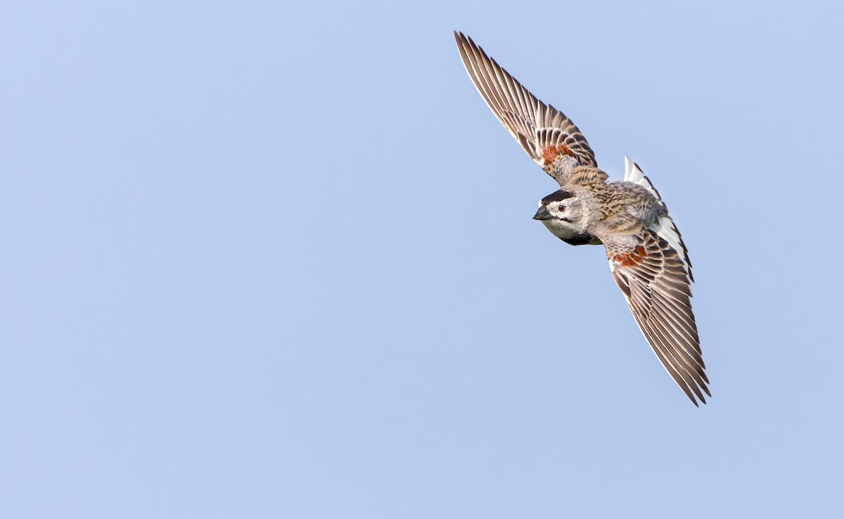 Thick-billed Longspur - Connor Cochrane