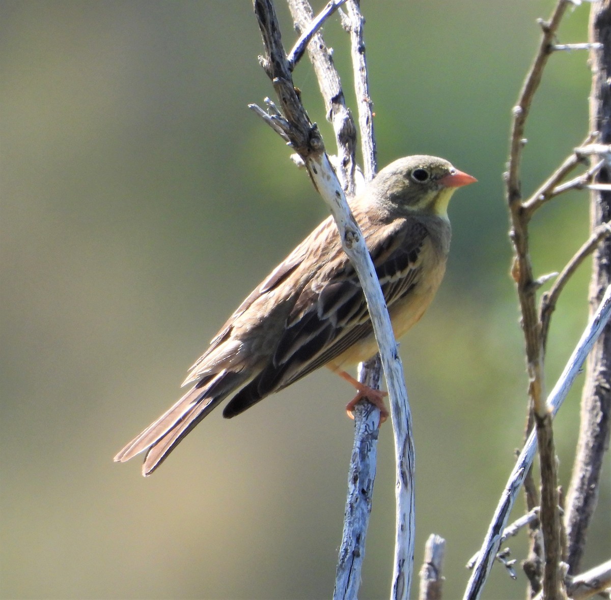 Ortolan Bunting - ML589476061