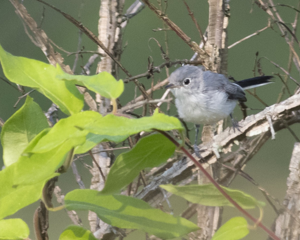 Blue-gray Gnatcatcher - ML589476111
