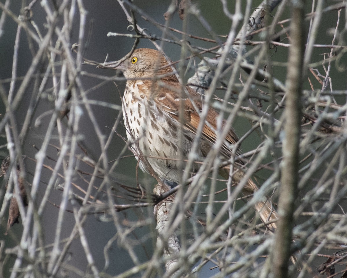Brown Thrasher - ML589476211