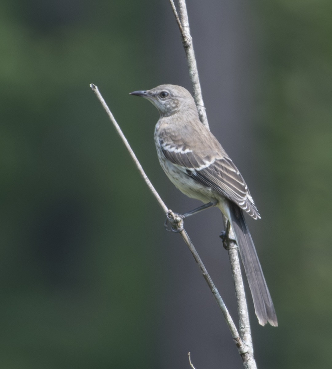 Northern Mockingbird - ML589476261