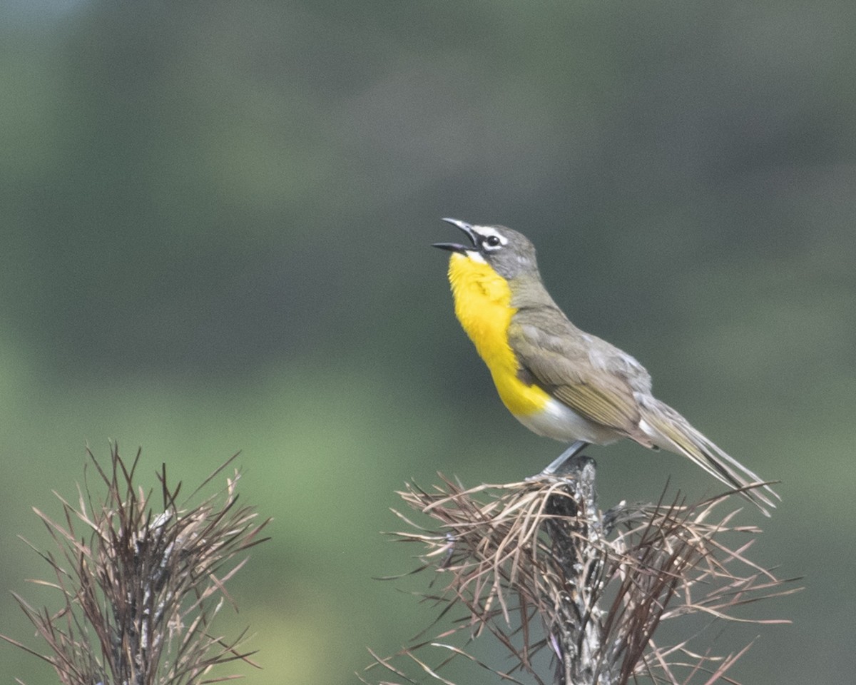 Yellow-breasted Chat - Gary Hofing