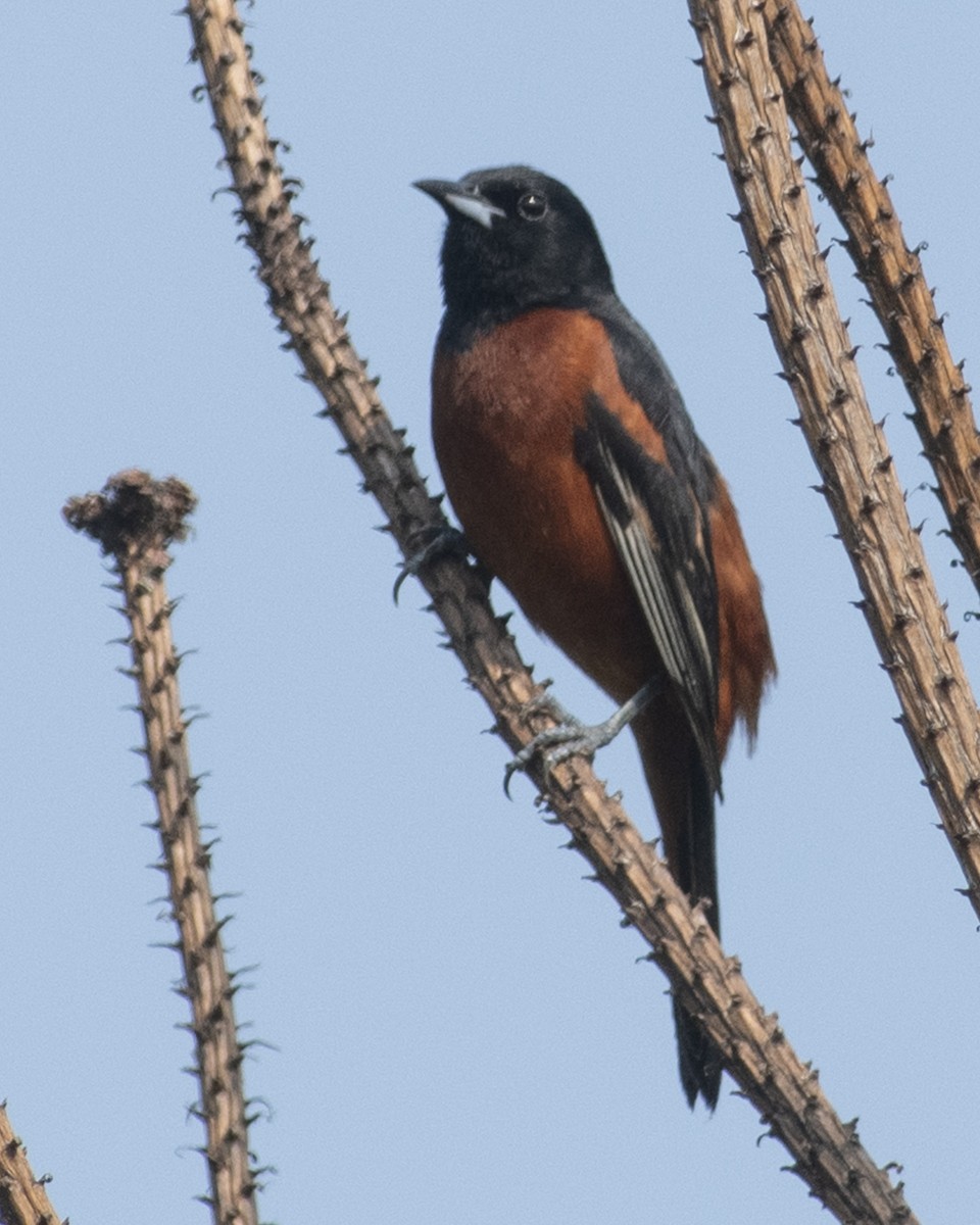 Orchard Oriole - ML589476401