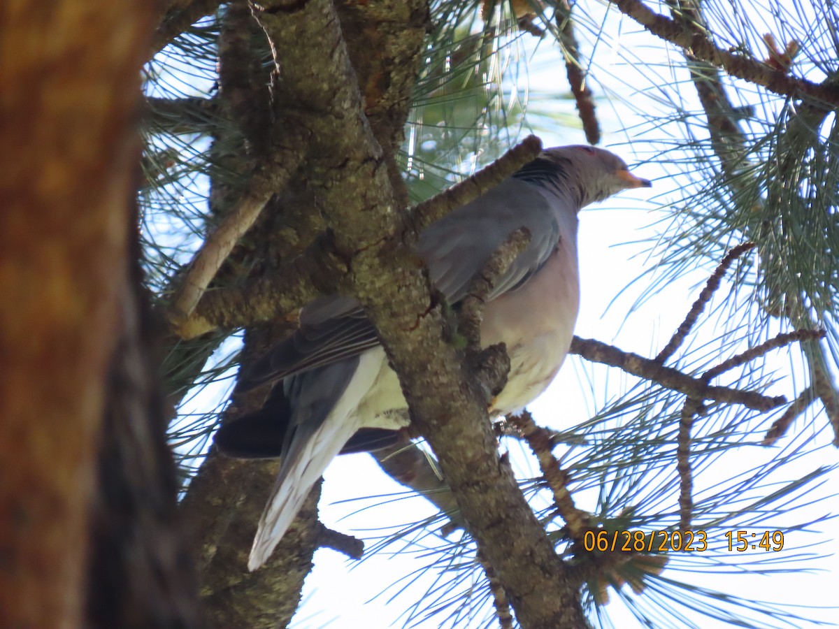 Band-tailed Pigeon - ML589476711