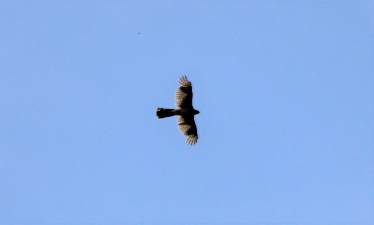 Cooper's Hawk - ML589476911