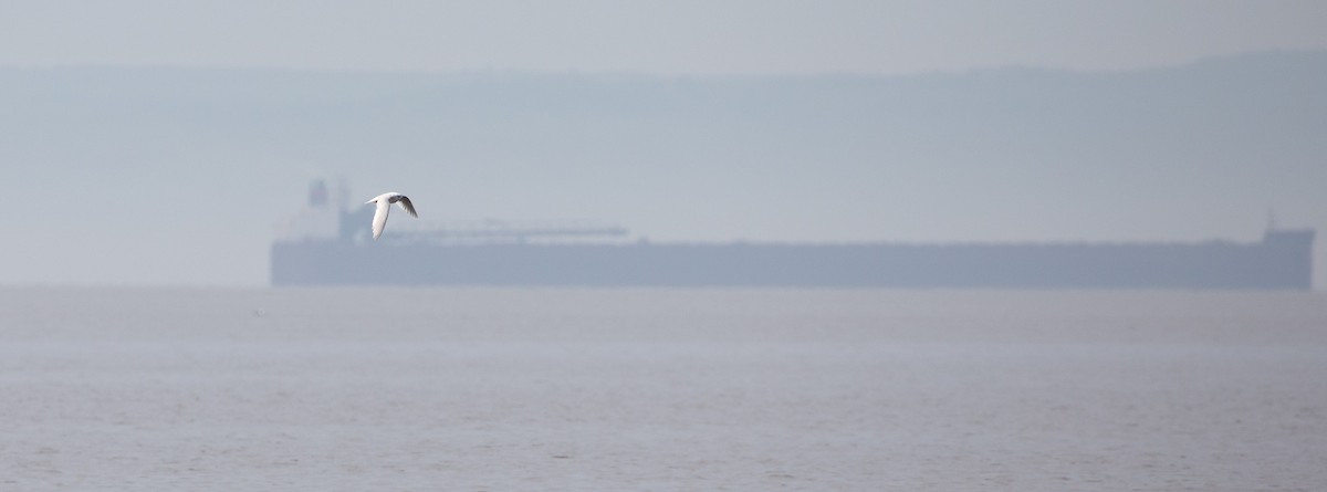 Ross's Gull - ML589477801