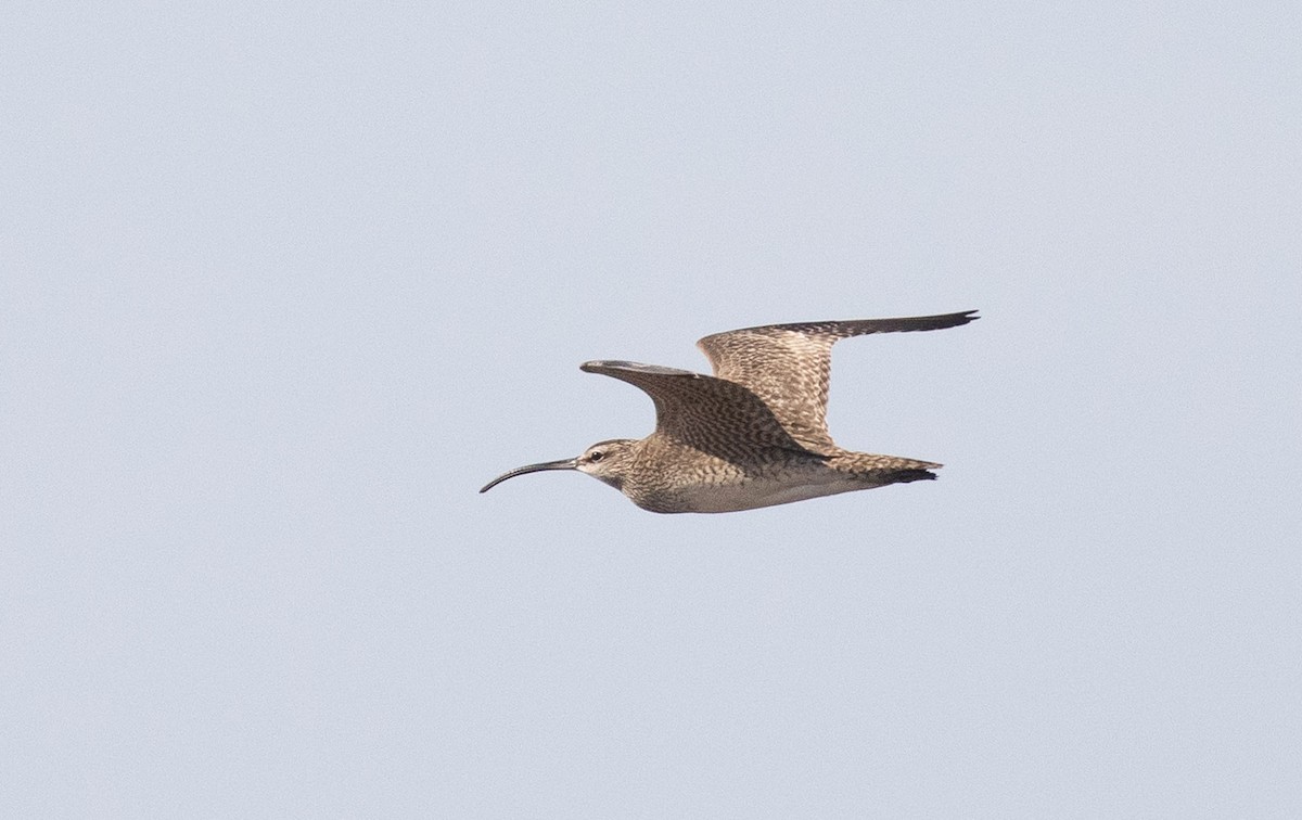 Hudsonian Whimbrel - ML589477811
