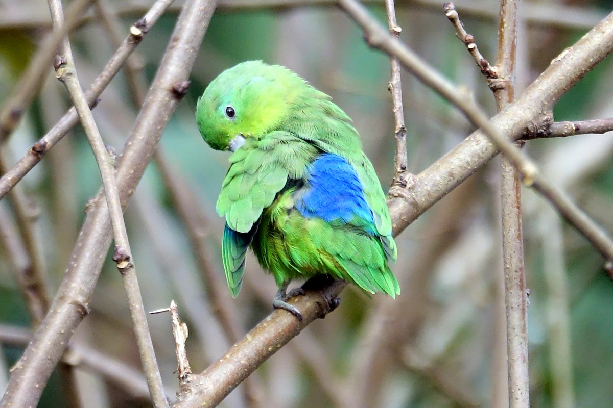 Cobalt-rumped Parrotlet - ML589477981
