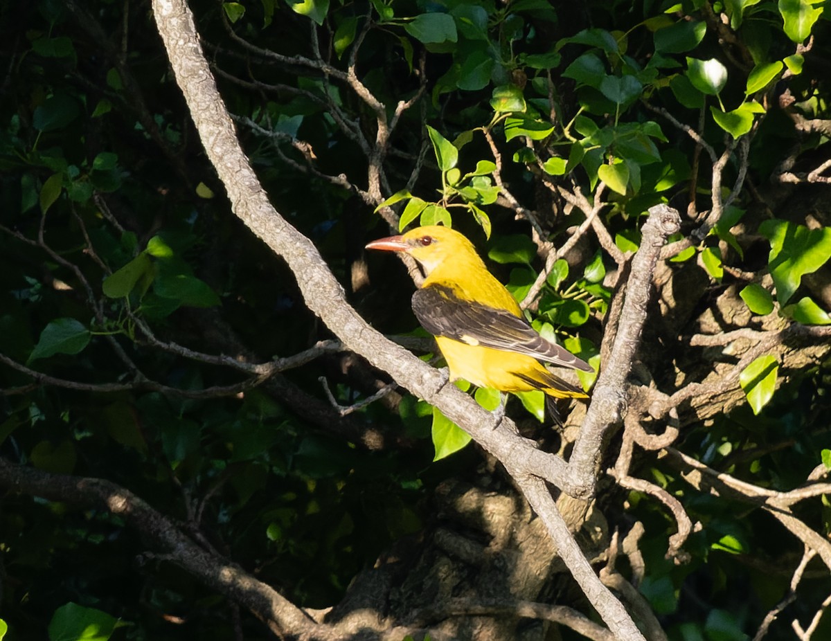 Eurasian Golden Oriole - ML589478441