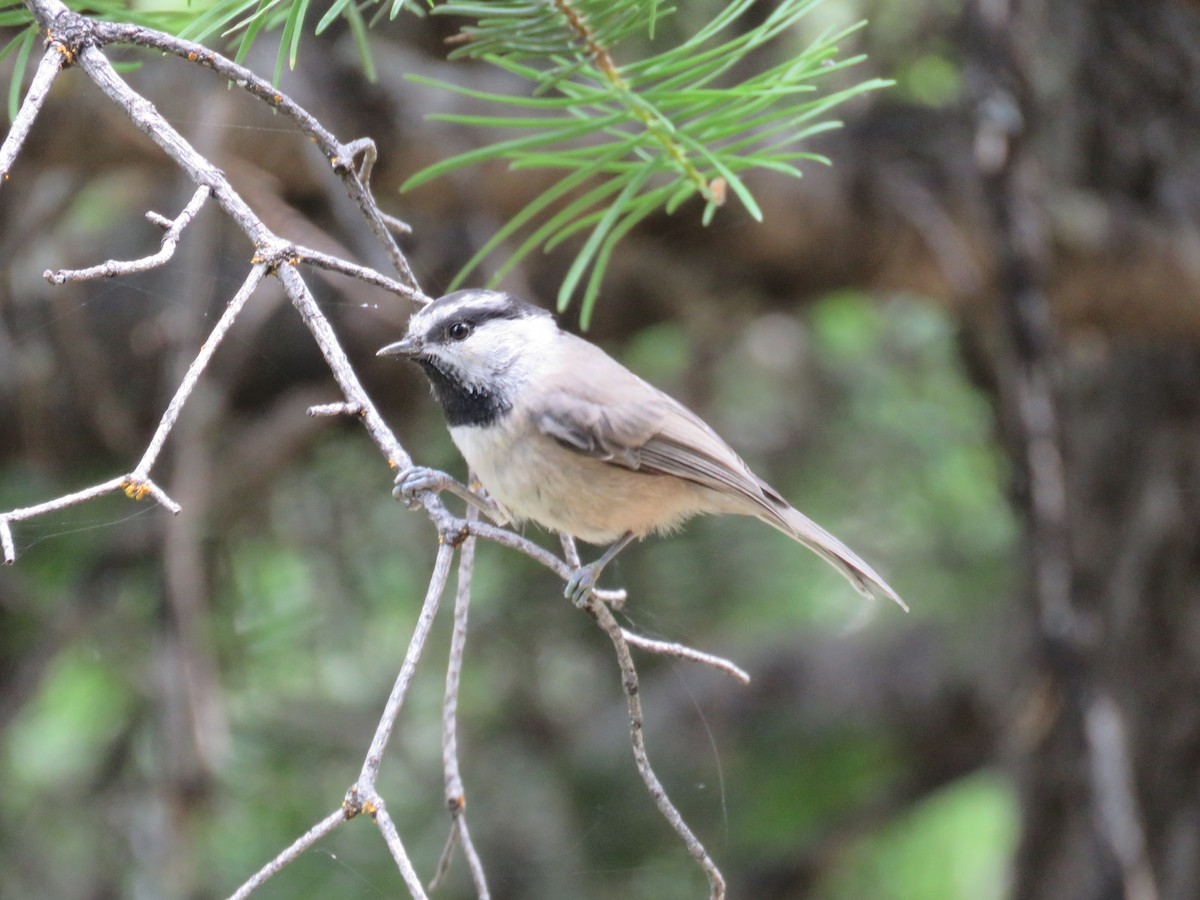 Mountain Chickadee - ML589479521