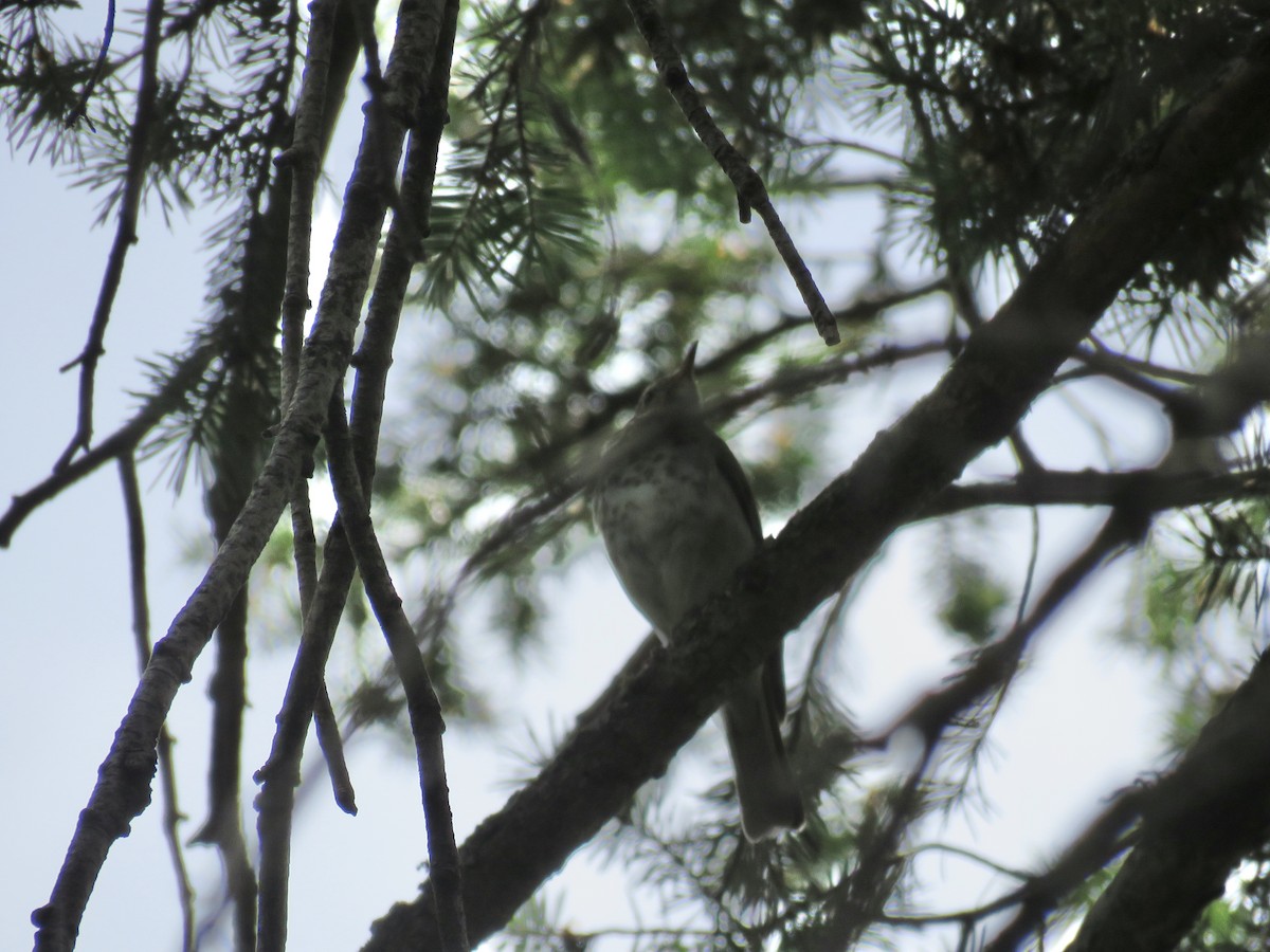 Hermit Thrush - ML589479641