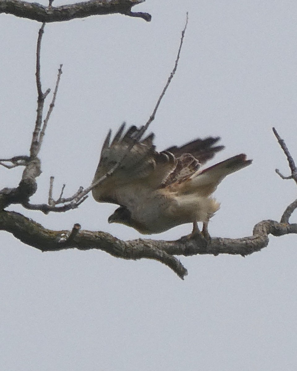 Red-tailed Hawk - ML589480091