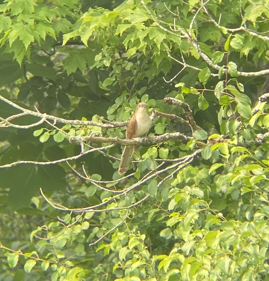 Black-billed Cuckoo - ML589480351