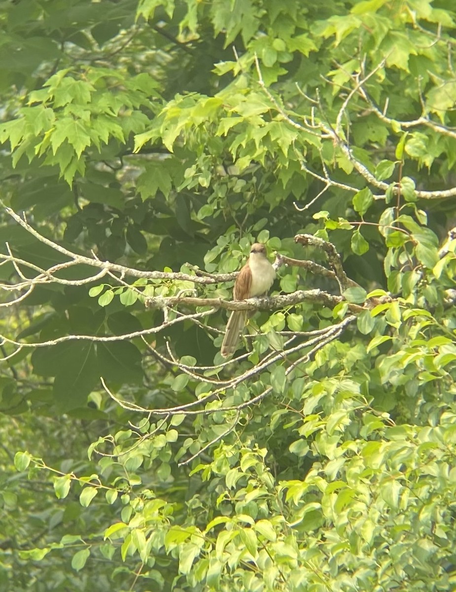 Black-billed Cuckoo - ML589480361