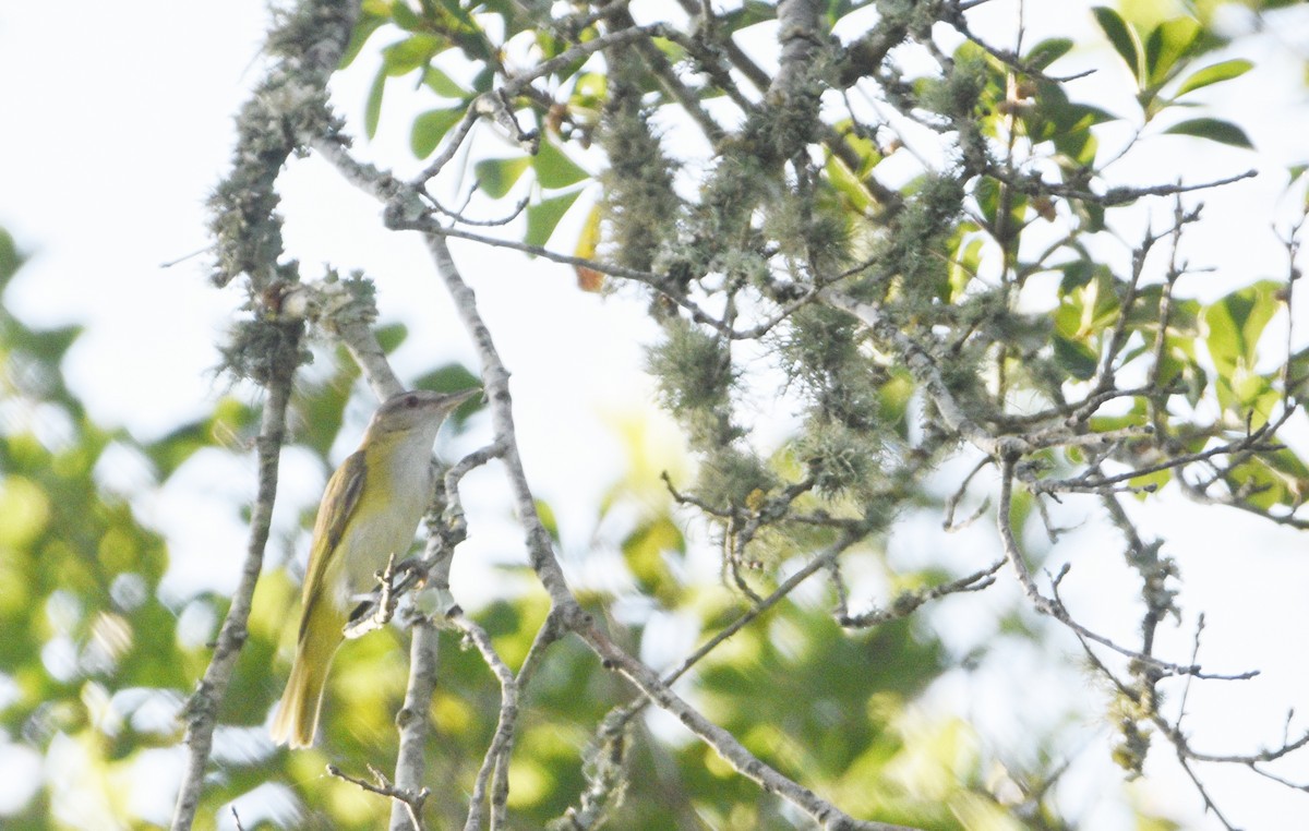 Yellow-green Vireo - ML589481201