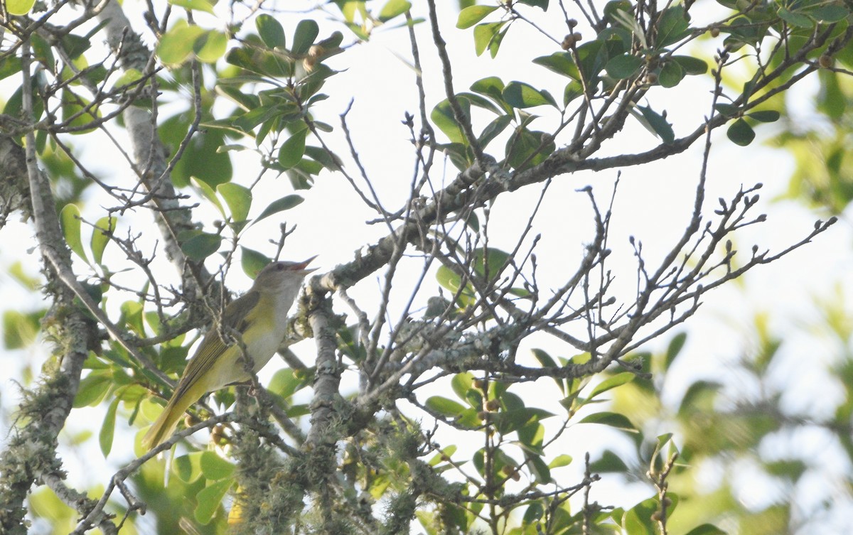 Yellow-green Vireo - ML589481221