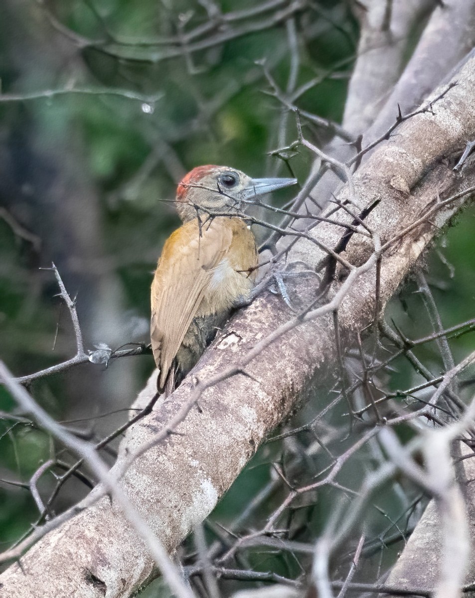 Smoky-brown Woodpecker - ML589481411