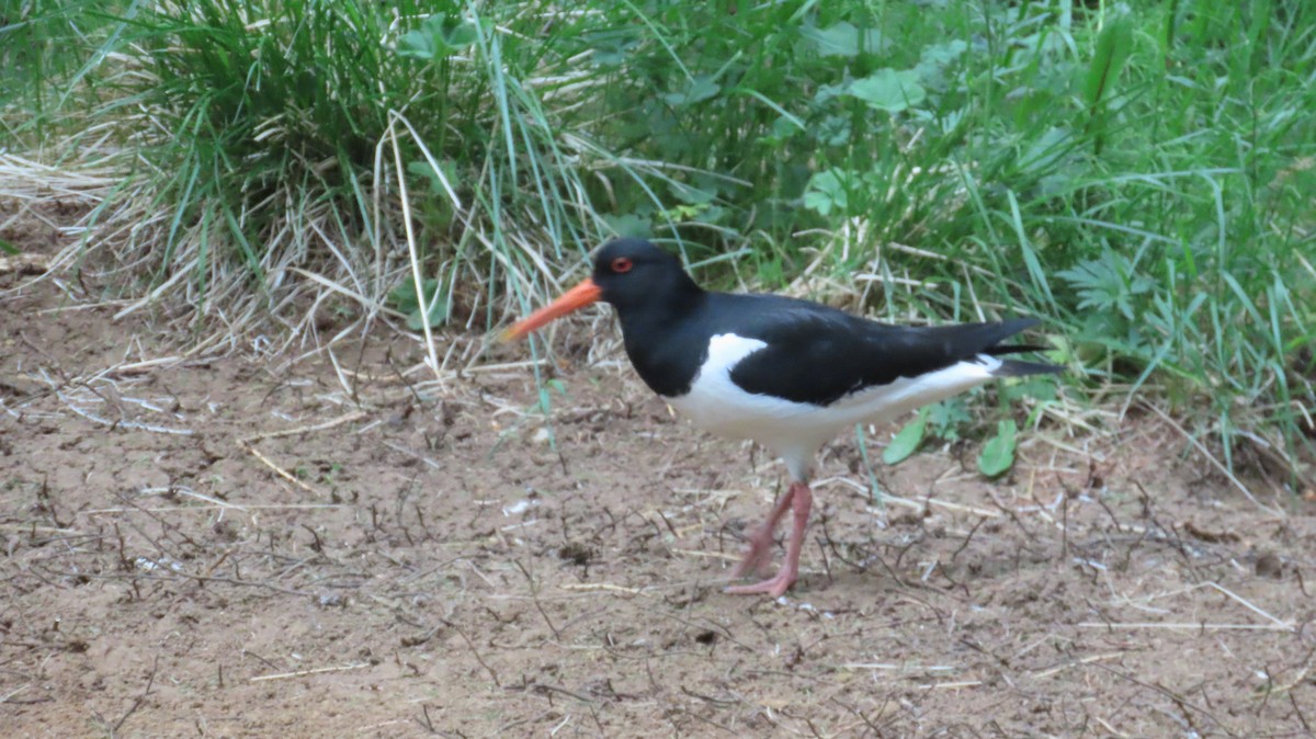 Huîtrier pie - ML589481991