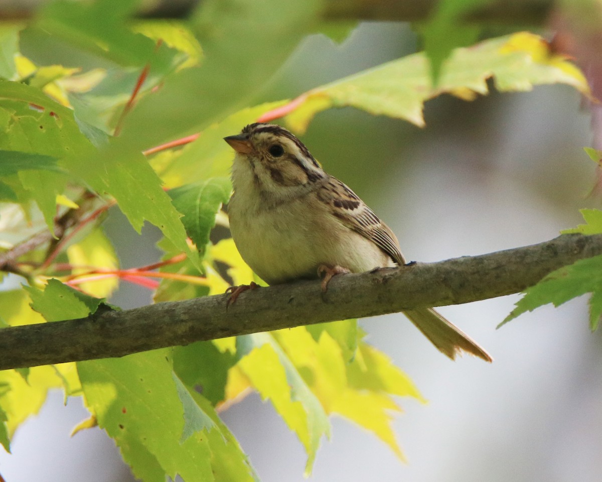 Clay-colored Sparrow - LeJay Graffious