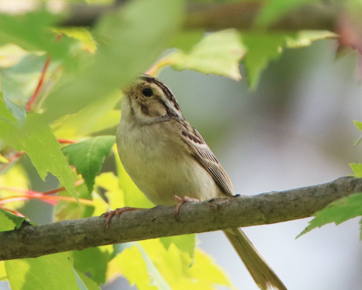 Clay-colored Sparrow - LeJay Graffious