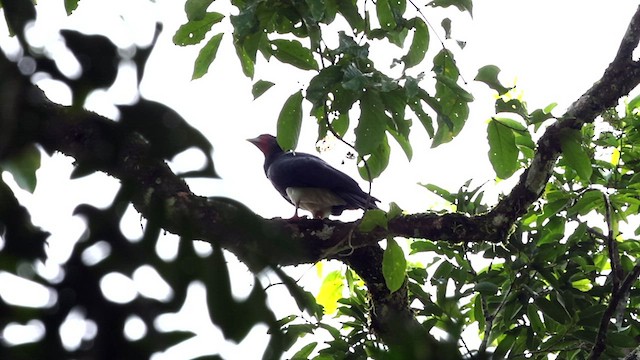 Red-throated Caracara - ML589482401