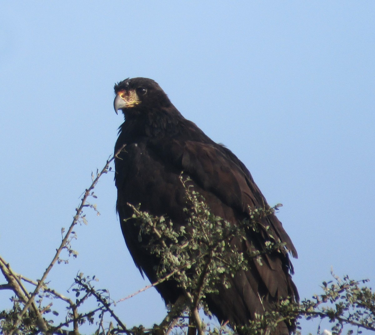 Great Black Hawk - ML589482811