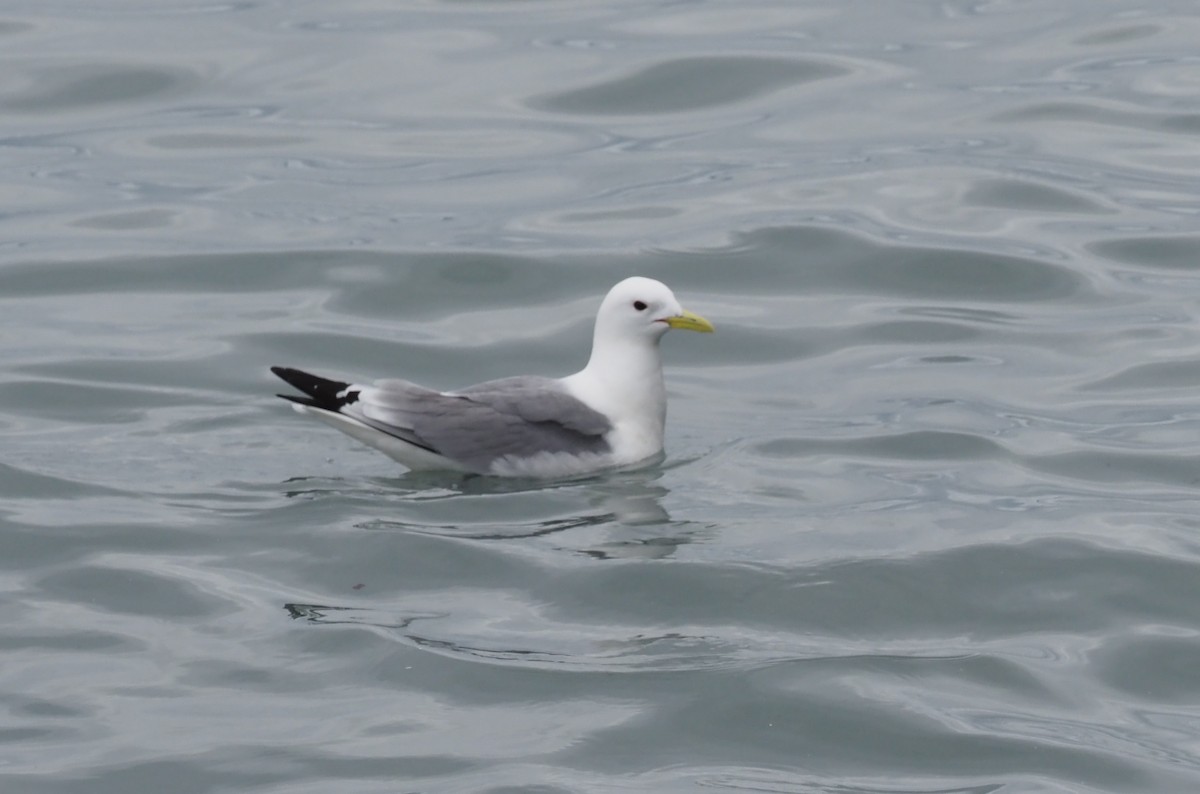 Black-legged Kittiwake - Karen Markey