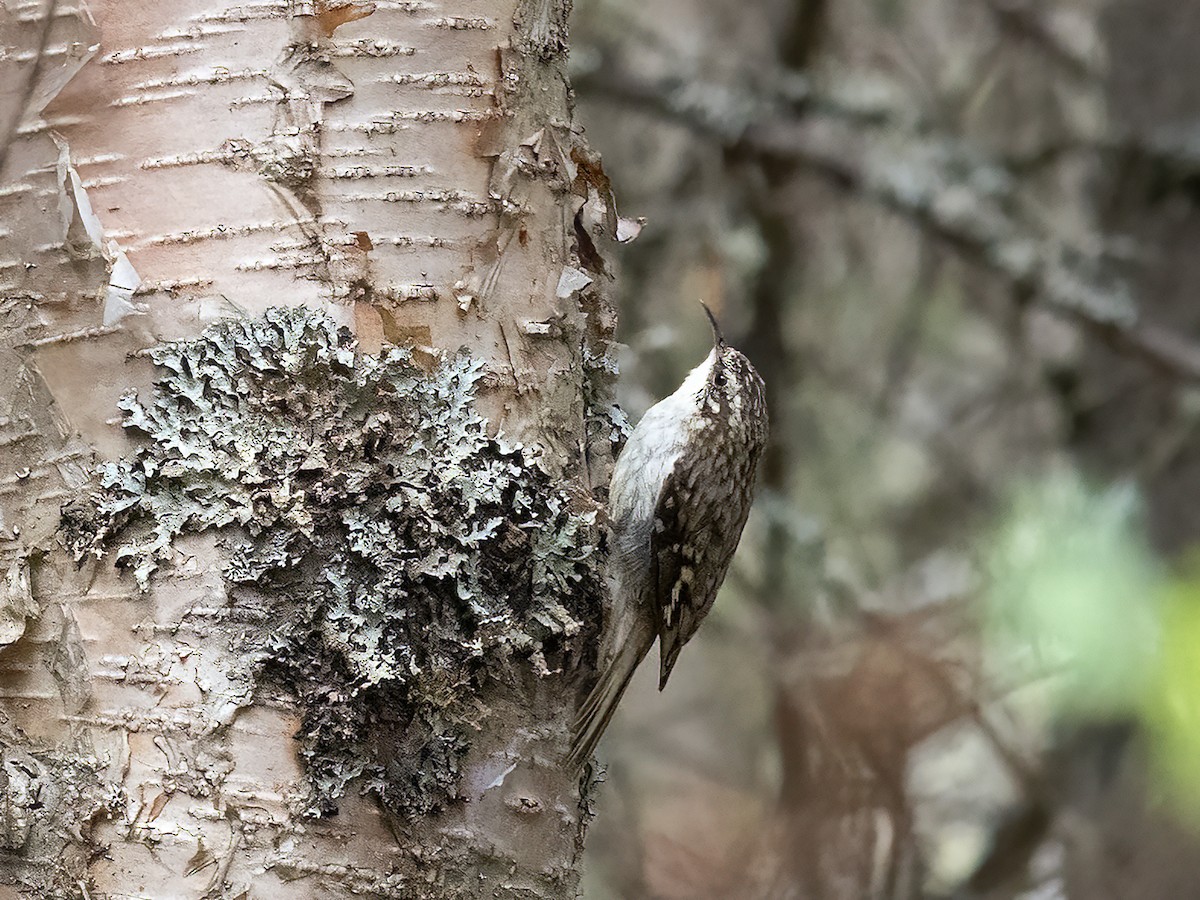 Brown Creeper - ML589483481